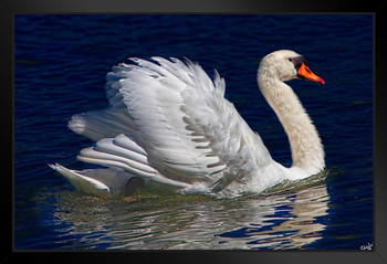 The Royal Swan by Chris Lord Photo Photograph Swan Bird Pictures Wall Decor Beautiful Art Wall Decor Feather Prints Wall Art Nature Wildlife Animal Bird Prints Black Wood Framed Art Poster 14x20