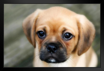 Sad Puppy Looking Worried Photo Puppy Posters For Wall Funny Dog Wall Art Dog Wall Decor Puppy Posters For Kids Bedroom Animal Wall Poster Cute Animal Posters Black Wood Framed Art Poster 20x14
