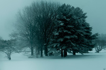 Winter Trees by Chris Lord Photo Photograph Cool Blue Tone Cool Huge Large Giant Poster Art 36x54