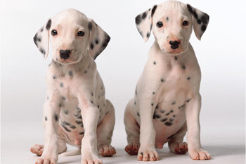 Two Cute Dalmatian Puppies Look Questioningly Photo Art Print Cool Huge Large Giant Poster Art 54x36