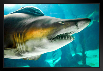 Sand Tiger Shark Up Close Photo Photograph Shark Posters For Walls Shark Pictures Cool Sharks Of The World Poster Shark Ocean Poster Wildlife Art Print Black Wood Framed Art Poster 20x14