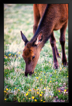 Grazing Elk Rocky Mountain National Park Photo Photograph Deer Poster Deer Photo Deer Art Deer Pictures Wall Decor Deer Antler Pictures Deer Antler Wall Decor Black Wood Framed Art Poster 14x20