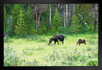 Cow Moose Calf Kawuneeche Valley Rocky Mountains Photo Art Print Black Wood Framed Poster 20x14