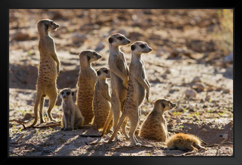 Suricate Family Standing in the Early Morning Sun Photo Art Print Black Wood Framed Poster 20x14