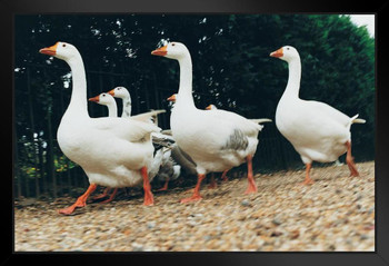 Gaggle of Geese Photo Photograph Flock Bird Pictures Wall Decor Beautiful Art Wall Decor Feather Prints Wall Art Nature Wildlife Farm Animal Bird Prints Black Wood Framed Art Poster 20x14