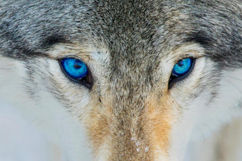Gray Wolf Bright Blue Eyes Close Up Face Portrait Photo Wolf Posters For Walls Posters Wolves Print Posters Art Wolf Wall Decor Nature Posters Wolf Decorations Cool Huge Large Giant Poster Art 54x36
