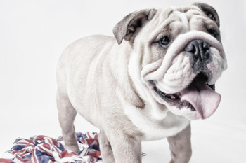 White Bulldog with British UK Flag Puppy Posters For Wall Funny Dog Wall Art Dog Wall Decor Puppy Posters For Kids Bedroom Animal Wall Poster Cute Animal Posters Cool Huge Large Giant Poster Art 54x36