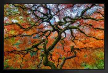 Branching Out in Autumn Portland Japanese Garden Photo Art Print Black Wood Framed Poster 20x14