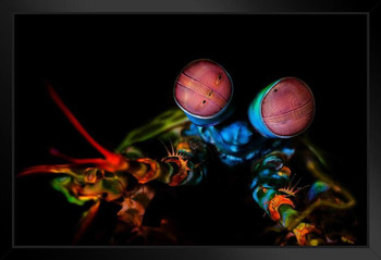 Peacock Mantis Shrimp Tropical Shellfish Cool Shellfish Poster Aquatic Wall Decor Fish Pictures Wall Art Underwater Picture of Fish for Wall Wildlife Reef Poster Black Wood Framed Art Poster 20x14