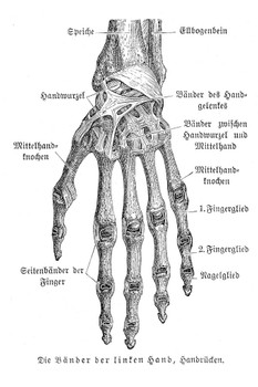 Laminated Bones of Hand Anatomy 1857 German Illustration Educational Chart Poster Dry Erase Sign 18x12