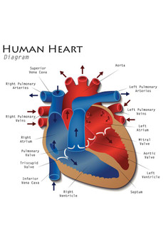 Laminated Human Heart Diagram Anatomy Diagram Educational Chart Poster Dry Erase Sign 12x18