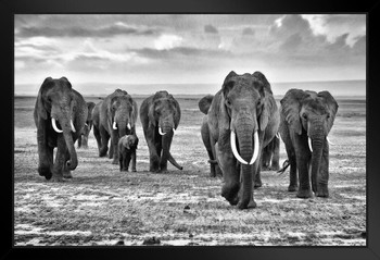 Family of Elephants Walking on the African Savannah Photo Art Print Black Wood Framed Poster 20x14
