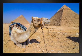 Camel Guarding Pyramids Giza Egypt Landscape Photo Art Print Black Wood Framed Poster 20x14