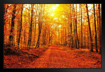 Fiery Red Tree Leaves Autumn Forest Road Photo National Mountain Nature Landscape Park Scenic Scenery Parks Picture America Trees Foliage Trail Black Wood Framed Art Poster 20x14