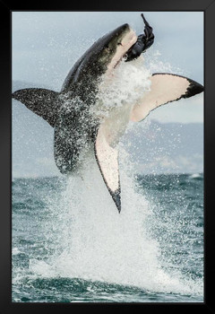 Great White Shark Jumping Out of Water Action Shark Posters For Walls Shark Pictures Cool Great White Shark Picture Great White Shark Art Wildlife Shark Jaws Black Wood Framed Art Poster 14x20