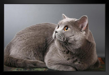 British Shorthair Blue Pedigreed Cat Copper Eyes Animal Portrait Photo Cat Poster Cute Wall Posters Kitten Posters for Wall Baby Poster Inspirational Cat Poster Black Wood Framed Art Poster 20x14