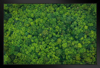 Lush Forest Aerial View Tree Canopy Nature Landscape Photo Black Wood Framed Poster 20x14