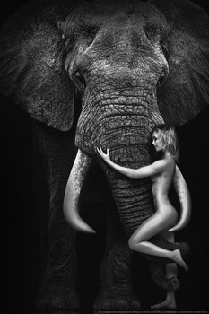 Elephant Love by Daveed Benito African Elephant Wall Art Elephant Posters For Wall Elephant Art Print Elephants Wall Decor Photo of Elephant Tusks Model Woman Cool Wall Art Print Poster 24x36
