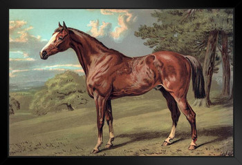 Stilton A Hunter Sorrel Gelding White Feet In Pasture By Samuel Sidney Art Print Black Wood Framed Poster 20x14