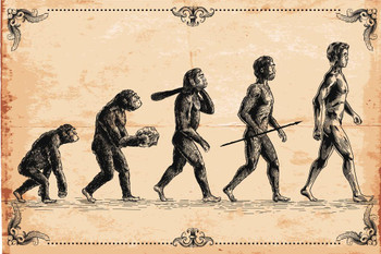 Laminated Human Evolution Classic Ape Walking Upright Evolving Into Human Man Vintage Illustration Science Educational Classroom Decoration Poster Dry Erase Sign 18x12