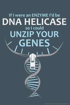 If I Were An Enzyme Id Be DNA Helicase So I Could Unzip Your Genes Science Humor Cool Wall Art Print Poster 12x18