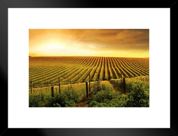 Stunning Wine Vineyard Sunset Barossa Valley Photo Matted Framed Art Print Wall Decor 26x20 inch