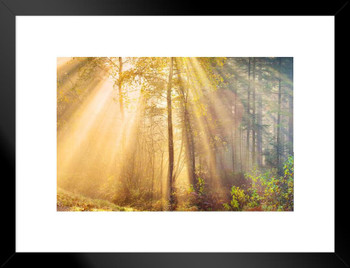 Autumn Forest Trees Morning Sun Rays Photo Matted Framed Art Print Wall Decor 26x20 inch