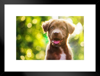 Cute Brown Puppy Outside Animal Puppy Posters For Wall Funny Dog Wall Art Dog Wall Decor Puppy Posters For Kids Bedroom Animal Wall Poster Cute Animal Posters Matted Framed Art Wall Decor 26x20