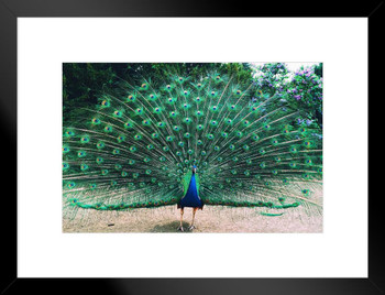 Beautiful Peacock with Feathers Spread Photo Poster Peafowl Bird Feather  Train Erect Fanned Out Animal Cool Wall Decor Art Print Poster 24x16 -  Poster Foundry