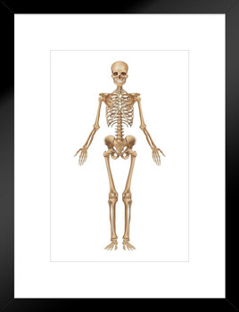 Full Human Skeleton Frontal View Detailed Illustration Medical Chart Matted Framed Art Print Wall Decor 20x26 inch