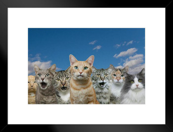 Curious Cats Funny Humorous Photo Photograph Cool Cat Poster Funny Wall Posters Kitten Posters for Wall Funny Cat Poster Inspirational Cat Poster Matted Framed Art Wall Decor 26x20