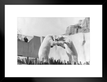 Fight Two Polar Bears Fighting White Polar Big Bear Poster Large Bear Picture of a Bear Posters for Wall Bear Print Wall Art Bear Pictures Wall Decor Matted Framed Art Wall Decor 26x20