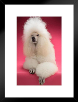 Fluffy White Standard Poodle Photo Puppy Posters For Wall Funny Dog Wall Art Dog Wall Decor Puppy Posters For Kids Bedroom Animal Wall Poster Cute Animal Posters Matted Framed Art Wall Decor 20x26