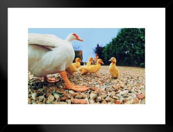 Duck with Ducklings Photo Photograph Pictures Of Ducks Pictures Of Cute Duck Decor Duck Wall Art Cool Duck Art Print Duck Beaks Rubber Duck Art Matted Framed Art Wall Decor 26x20
