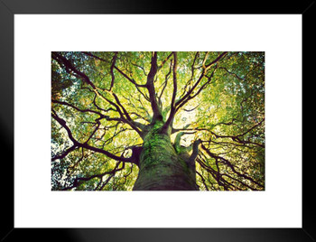 Tree Hugging Sunlight Through Branches of Tree Photo Matted Framed Art Print Wall Decor 26x20 inch