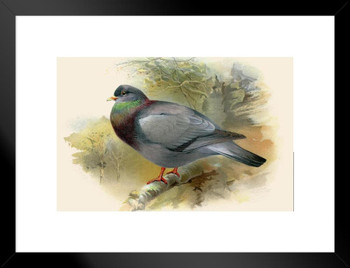 Stock Dove Sitting on Branch Antique 1900 Illustration Bird Pictures Wall Decor Beautiful Art Wall Decor Feather Prints Wall Art Nature Wildlife Animal Bird Matted Framed Art Wall Decor 26x20