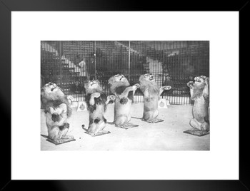 Hegenbecks Cats Trained Lions Performing Archival Photo Matted Framed Art Print Wall Decor 26x20 inch