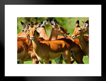 Herd of Impalas Serengeti National Park Tanzania Photo Matted Framed Art Print Wall Decor 26x20 inch