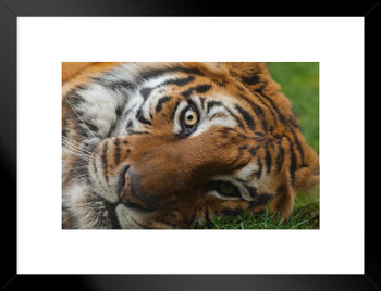Bengal Tiger Eyes Close Up Photograph Tiger Art Print Tiger Pictures Wall Decor Tiger Stripe Print Jungle Animal Art Print Tiger Whiskers Decor Pictures Tigers Matted Framed Art Wall Decor 26x20