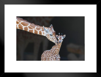 Bathtime Mother Giraffe and Calf Photo Giraffe Poster Giraffe Wall Art Giraffe Pictures for Wall Giraffe Decor Giraffe Standing Wall Pictures Cute Prints Matted Framed Art Wall Decor 26x20