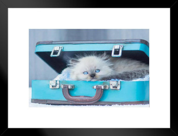 Baby Himalayan Cat Standing In Vintage Suitcase Photo Matted Framed Art Print Wall Decor 26x20 inch