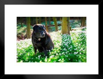 Doggie Time Labrador Retriever in Wild Flowers Photo Matted Framed Art Print Wall Decor 26x20 inch