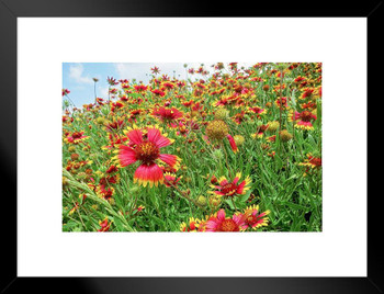 Field of Arizona Sun Blanket Flowers Photo Matted Framed Art Print Wall Decor 26x20 inch