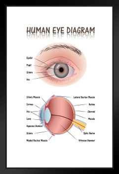 Human Eye Anatomy Medical Chart Educational Diagram Matted Framed Art Print Wall Decor 20x26 inch