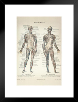 Human Muscles German 1896 Diagram Engraving Matted Framed Art Print Wall Decor 20x26 inch