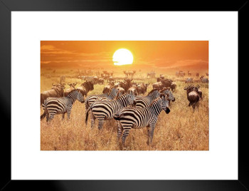 Zebra at Sunset Serengeti National Park Tanzania Africa Photo Matted Framed Art Print Wall Decor 26x20 inch