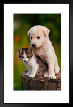 Cute Puppy and Kitten Embracing on a Tree Stump Photo Matted Framed Art Print Wall Decor 20x26 inch