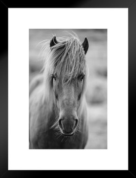 Icelandic Pony Horse Face Portrait Long Hair Mane Forelock Animal Iceland Black and White Photo Photograph Matted Framed Art Wall Decor 20x26