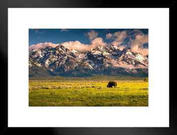 Bison Grazing Below Grand Teton Mountains Photo Photograph Landscape Pictures of Buffalo Pictures Wall Art Bull Pictures Wall Decor Bull Horns for Wall Matted Framed Art Wall Decor 26x20