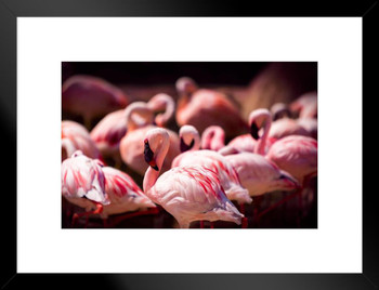 Pink Flamingos Flock Wading Photograph Flamingo Prints Flamingo Wall Decor Beach Theme Bathroom Decor Wildlife Print Pink Flamingo Bird Exotic Beach Poster Matted Framed Art Wall Decor 26x20